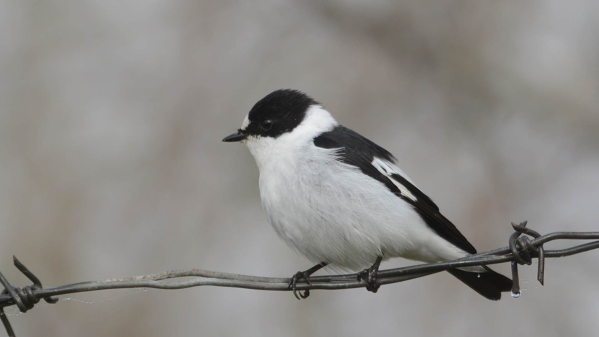 Collared Flycatcher